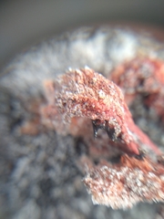Clathrus