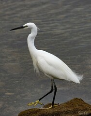 Egretta garzetta