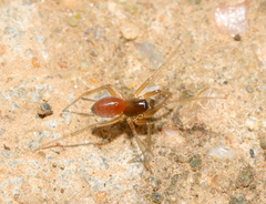 Ostearius melanopygius