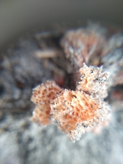 Clathrus