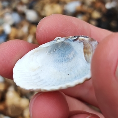 Cerastoderma edule