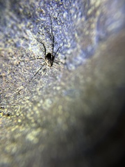 Megabunus diadema