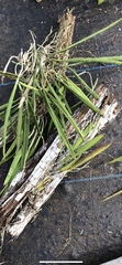 Brassavola