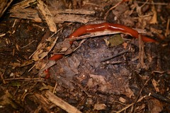 Arthurdendyus testaceus