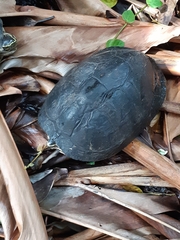 Cuora amboinensis kamaroma