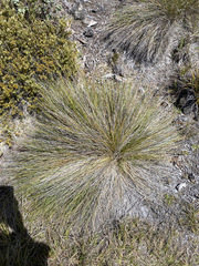 Deschampsia nubigena