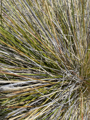 Deschampsia nubigena