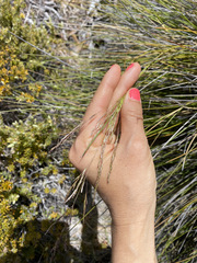 Deschampsia nubigena