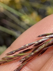 Deschampsia nubigena