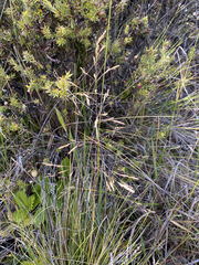 Deschampsia nubigena