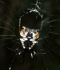 Micrathena patruelis