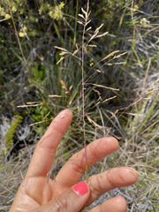 Deschampsia nubigena