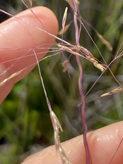 Deschampsia nubigena
