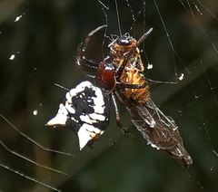 Micrathena patruelis