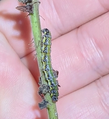 Uresiphita maorialis