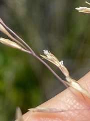 Deschampsia nubigena