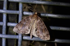 Pseudocoremia suavis