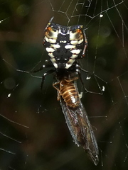 Micrathena patruelis