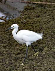 Egretta garzetta