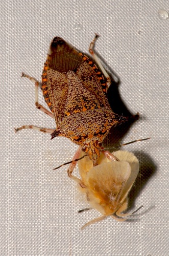 Giant Strong-nosed Stink Bug photo 4