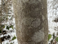 Lecidella
