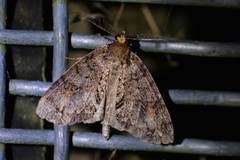 Pseudocoremia suavis