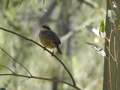 Oriturus superciliosus