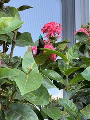 Orthorhyncus cristatus