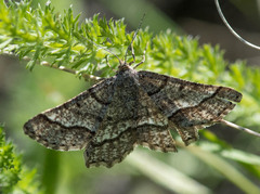 Isturgia murinaria