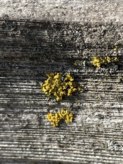 Xanthomendoza fallax