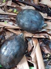 Cuora amboinensis kamaroma