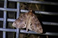 Pseudocoremia suavis