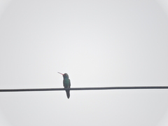 Cynanthus latirostris