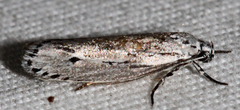 Ethmia discostrigella