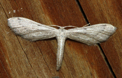 Euacidalia brownsvillea