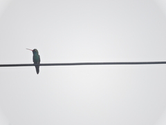 Cynanthus latirostris