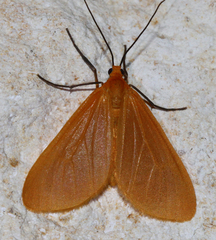 Eubaphe unicolor