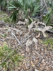 Eupatorium capillifolium