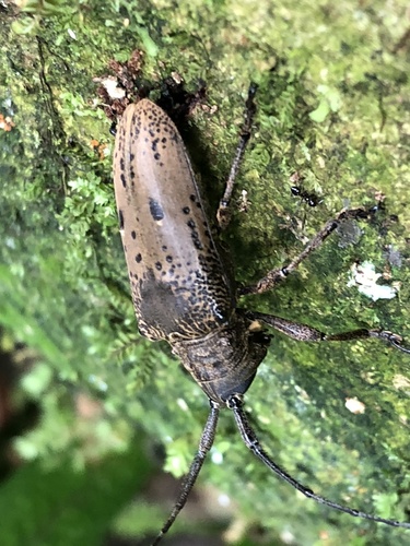 Tybalmia pupillata