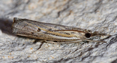 Fissicrambus quadrinotellus