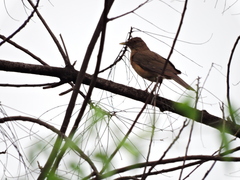 Turdus grayi