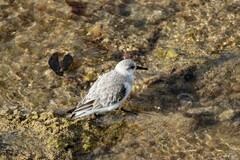 Calidris alba