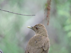 Turdus grayi