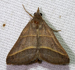 Hemeroplanis parallela