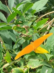 Dryas iulia moderata