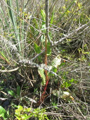 Caryophyllales