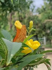 Dryas iulia moderata