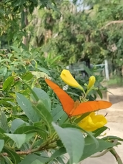 Dryas iulia moderata