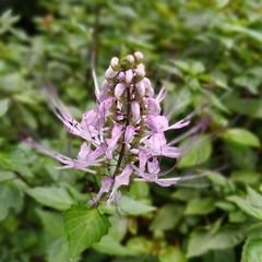 Orthosiphon aristatus