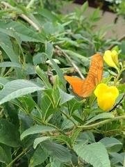 Dryas iulia moderata